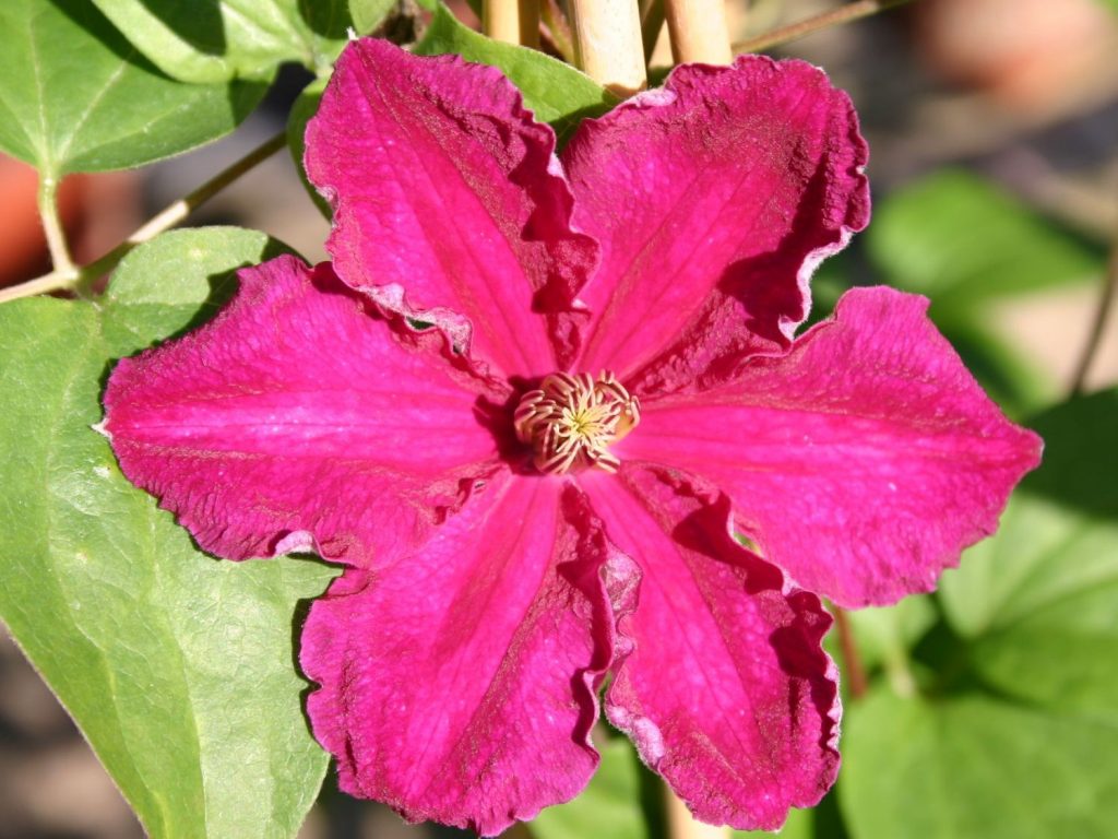 Clematis Ernest Markham fotografia a popis Clematis Ernest Markham fotografia a popis