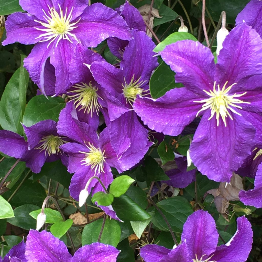 Clematis Gypsy Queen popis a fotografia