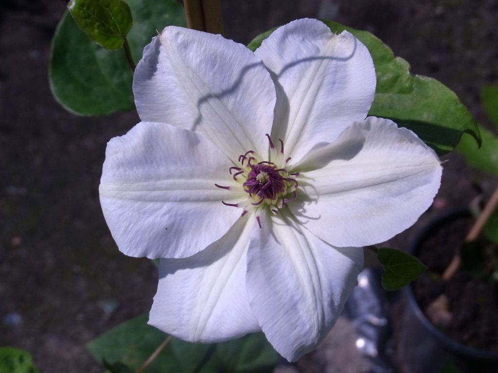 Recenzie Clematis Queen Yadwig