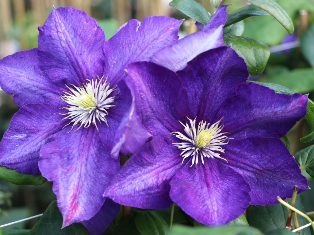 Clematis Manchu s popisnou fotografiou Clematis Manchu s popisnou fotografiou