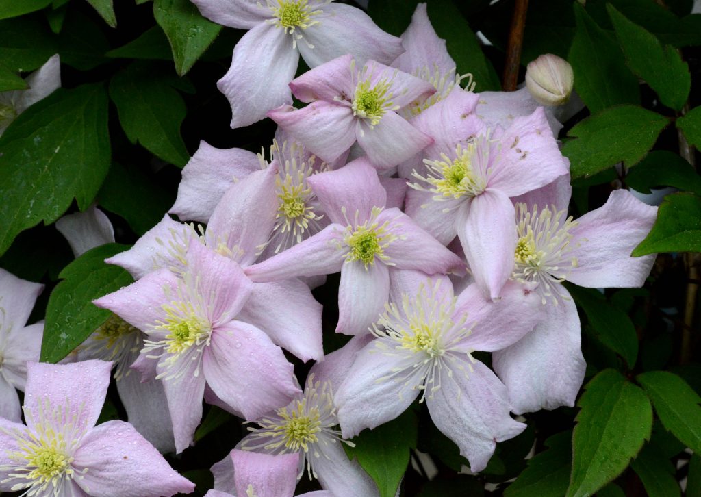 Clematis quadis yadwig fotky