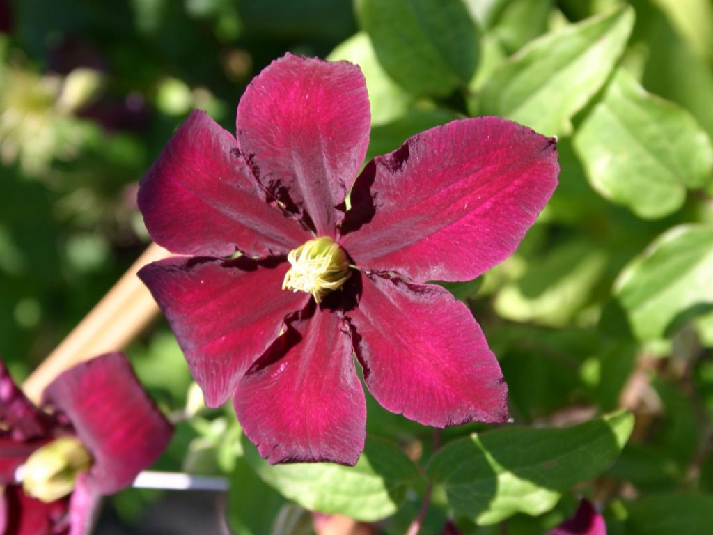 Clematis niobe