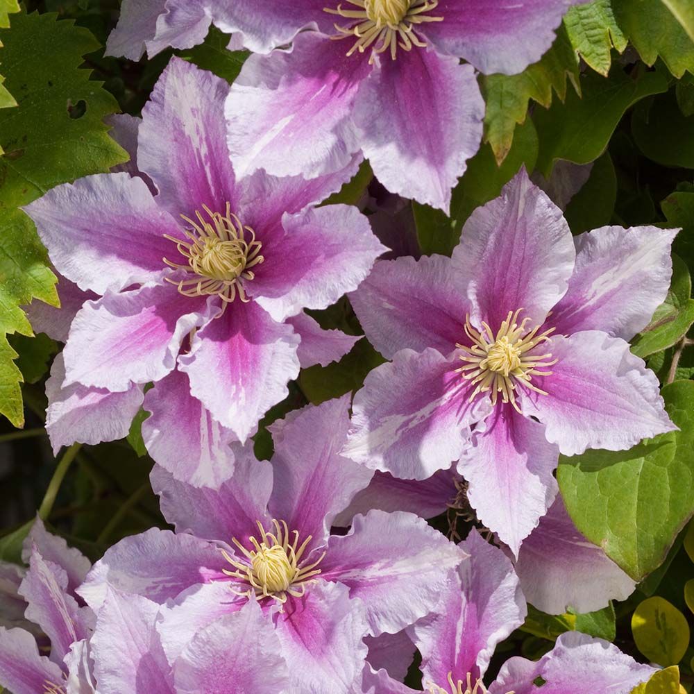Opis Clematis piilu