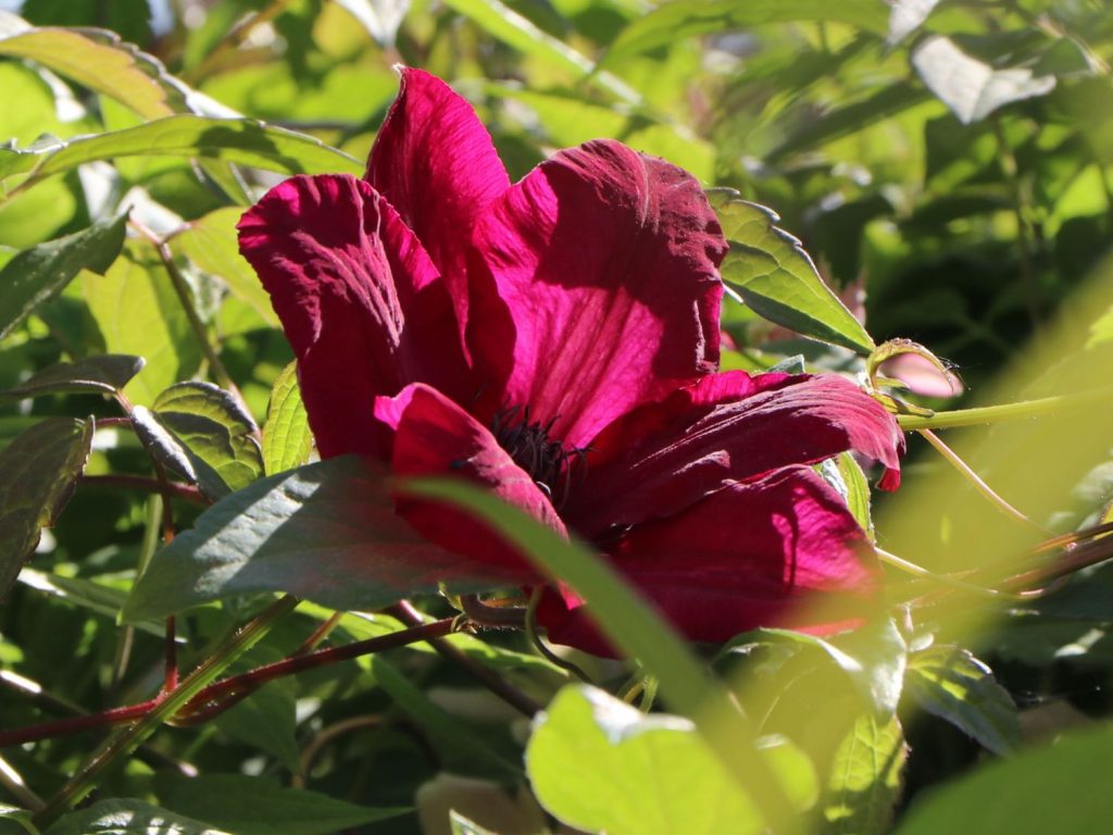 Solidarita odrôd Clematis