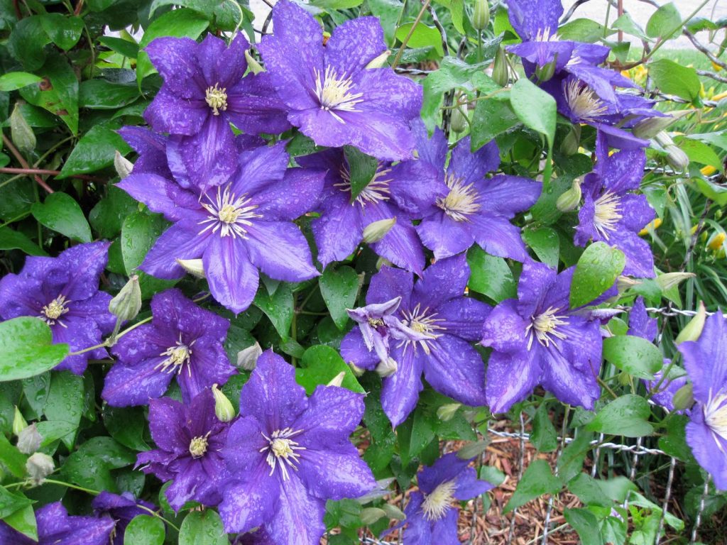 Clematis Manchu Clematis Manchu