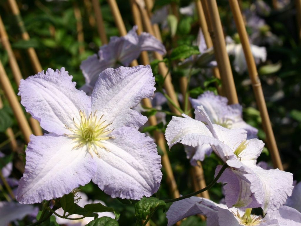Foto clematis modrý anjel Foto clematis modrý anjel