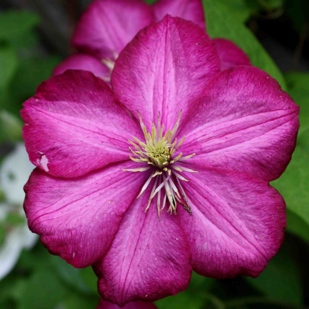 Fotky Ville de lion clematis