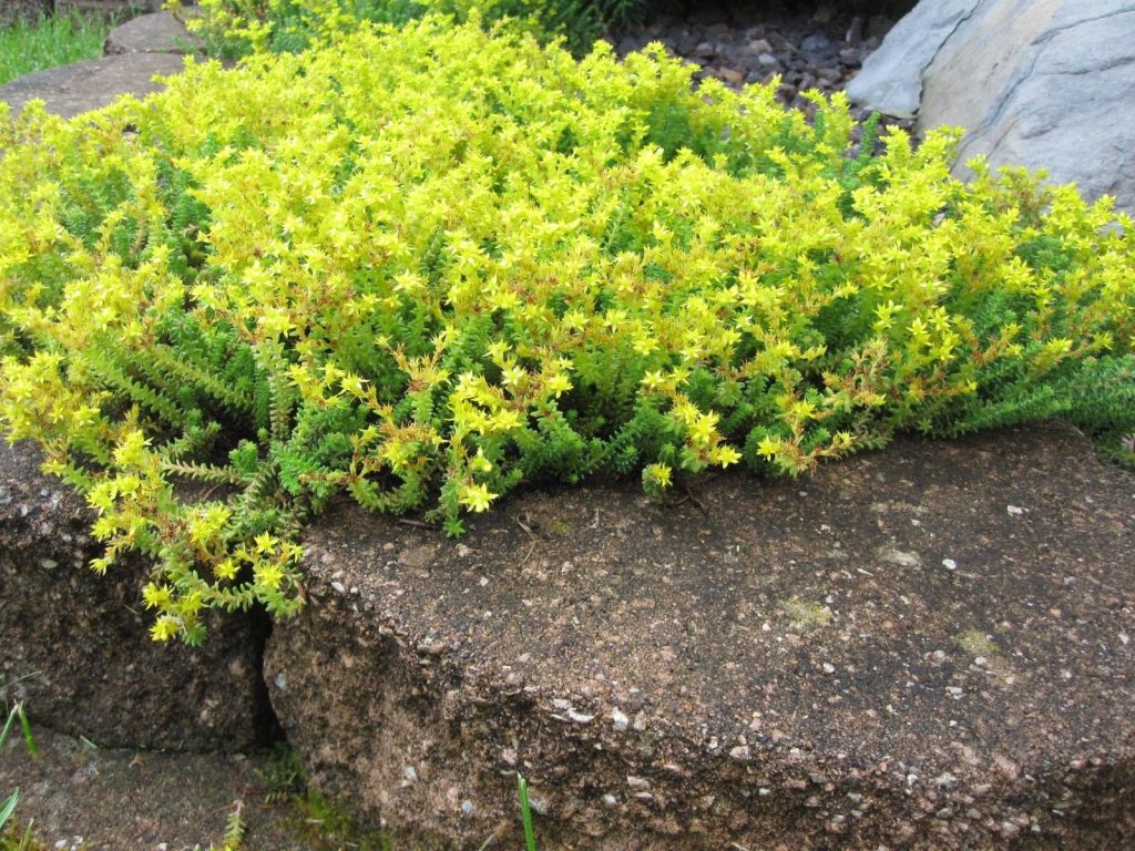 Sedum - pôdopokryvné typy fotografií Sedum - pôdopokryvné typy fotografií
