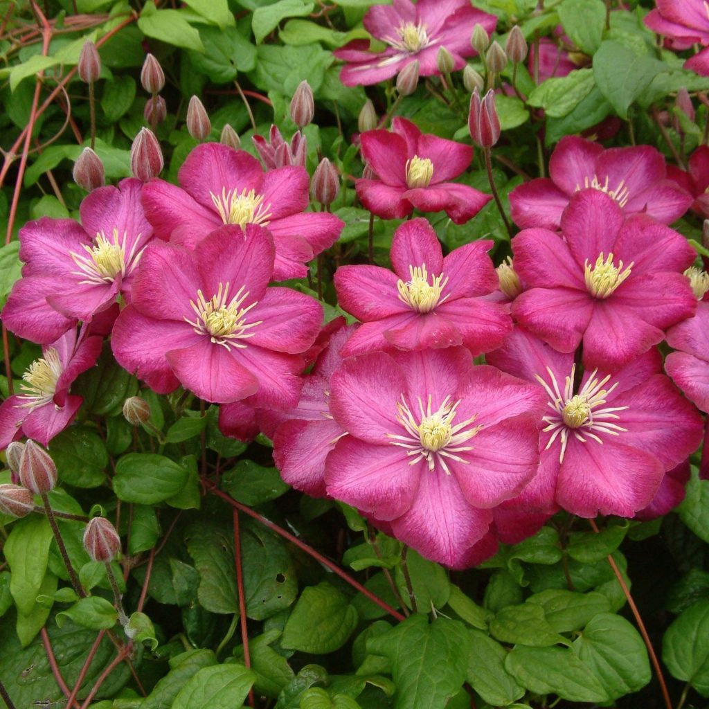 Skupina orezávania Clematis ville de lyon