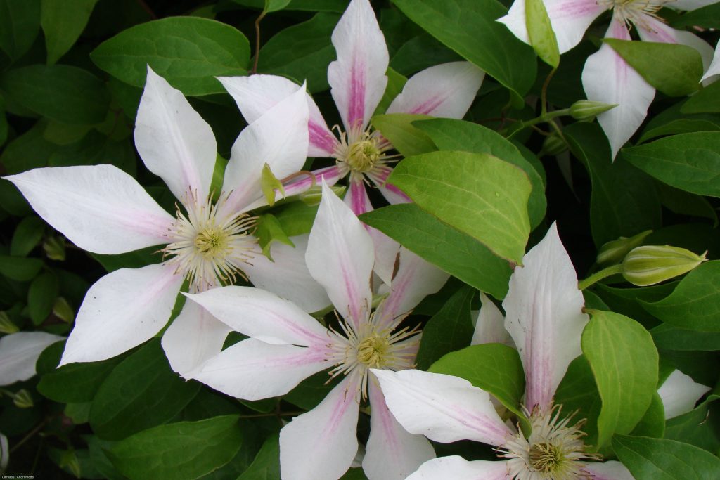 Skupina na orezávanie Clematis andromeda