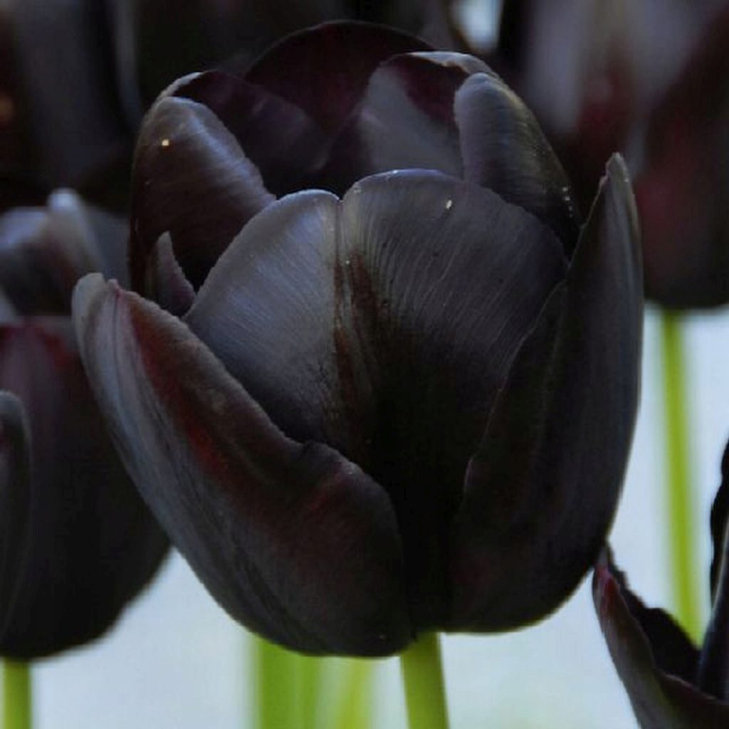 Čierny tulipán rok do