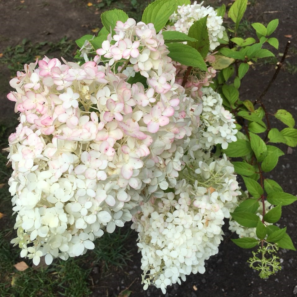Hydrangea diamantino Hydrangea diamantino