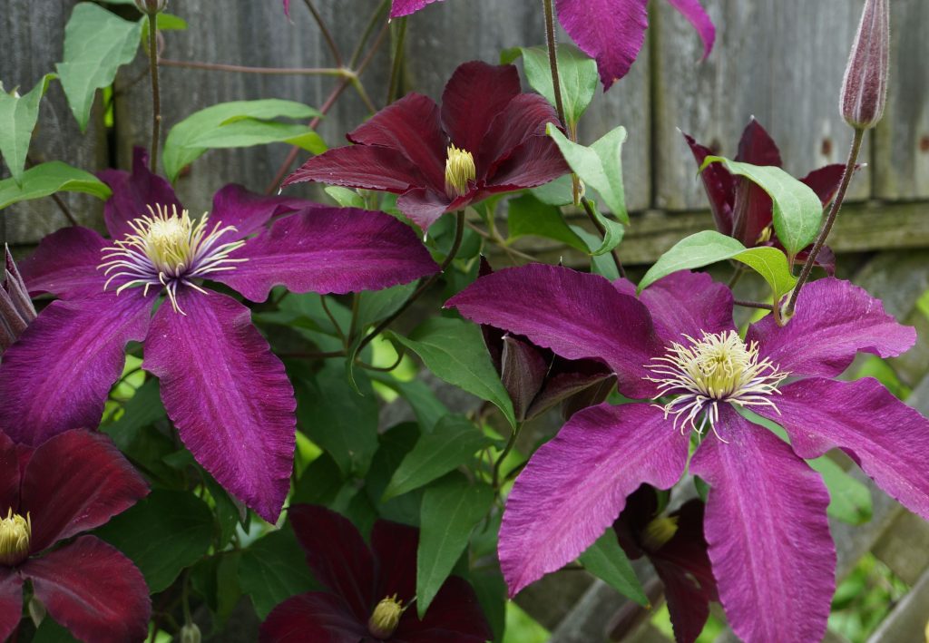 Fotografie Clematis niobe