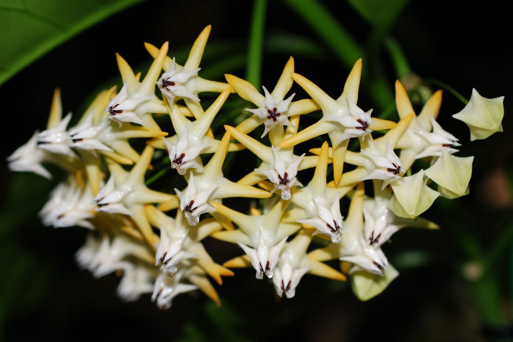 Hoya multiflora Hoya multiflora