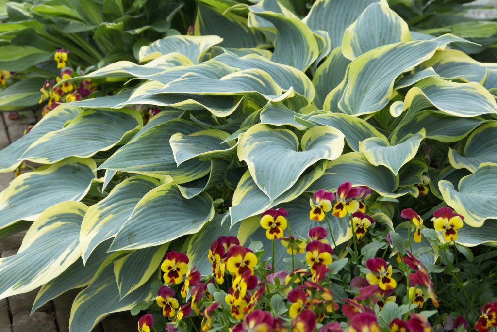 Hosta prvá fotka z mrazu