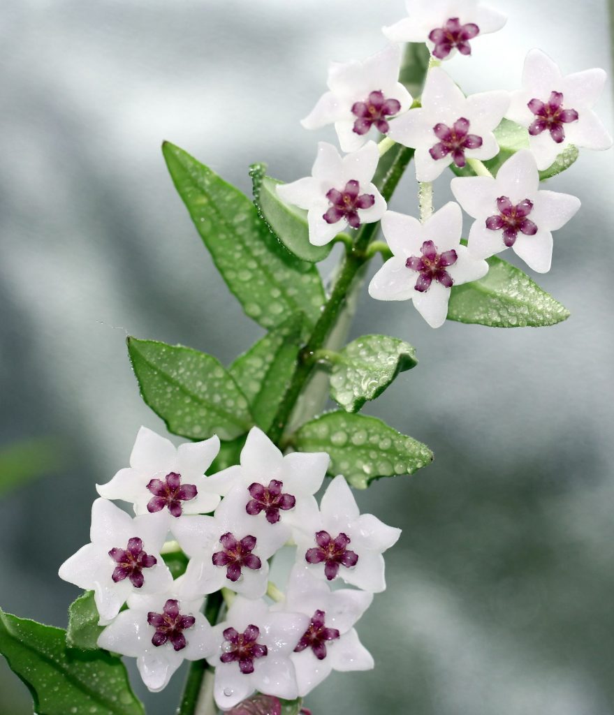 Hoya bella domáca starostlivosť Hoya bella domáca starostlivosť