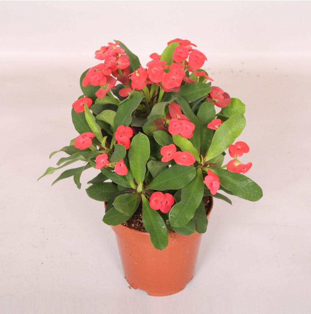 Kvetná míľa Euphorbia