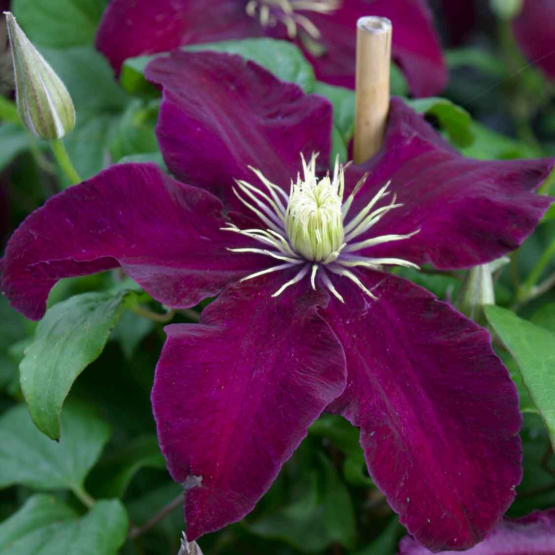 Skupina na orezávanie Niobe clematis