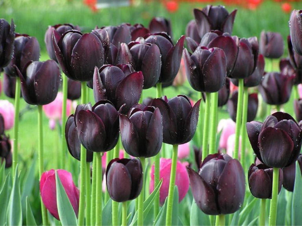 Foto čiernych tulipánov