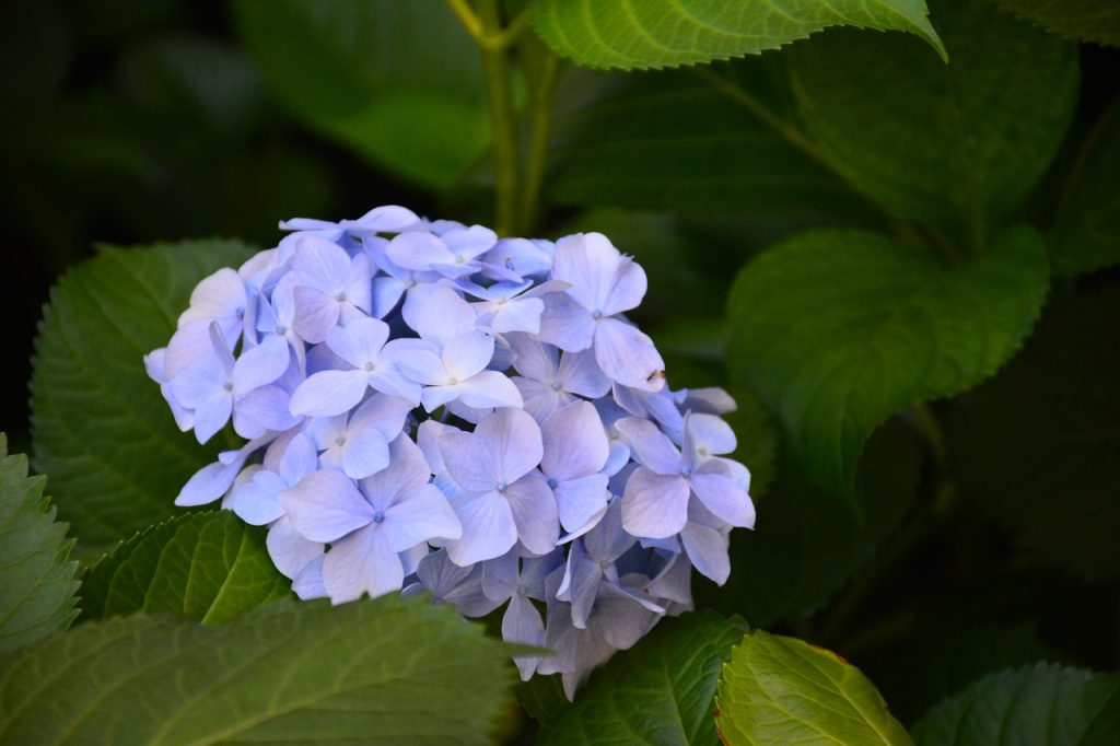 Hydrangea kiushu paniculata Hydrangea kiushu paniculata