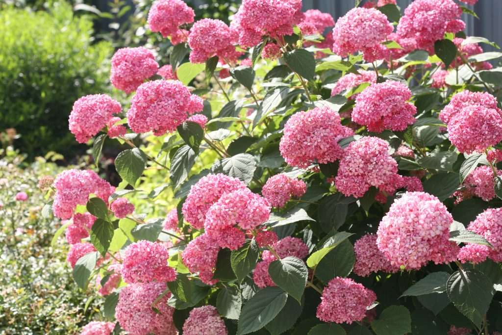 Pink anabel rôzne odrody hortenzie Pink anabel rôzne odrody hortenzie