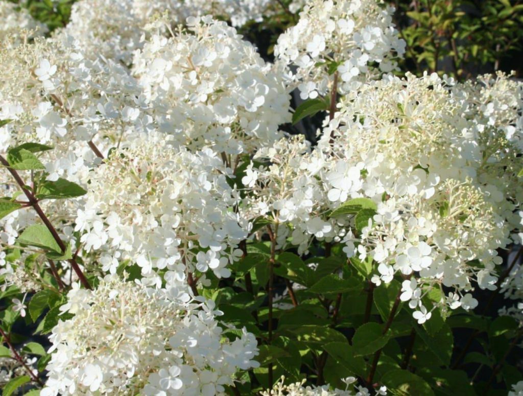 Hydrangea paniculata hortenzia paniculata bobo