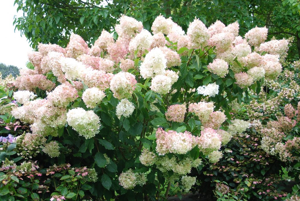 Hydrangea paniculata magické sladké leto Hydrangea paniculata magické sladké leto