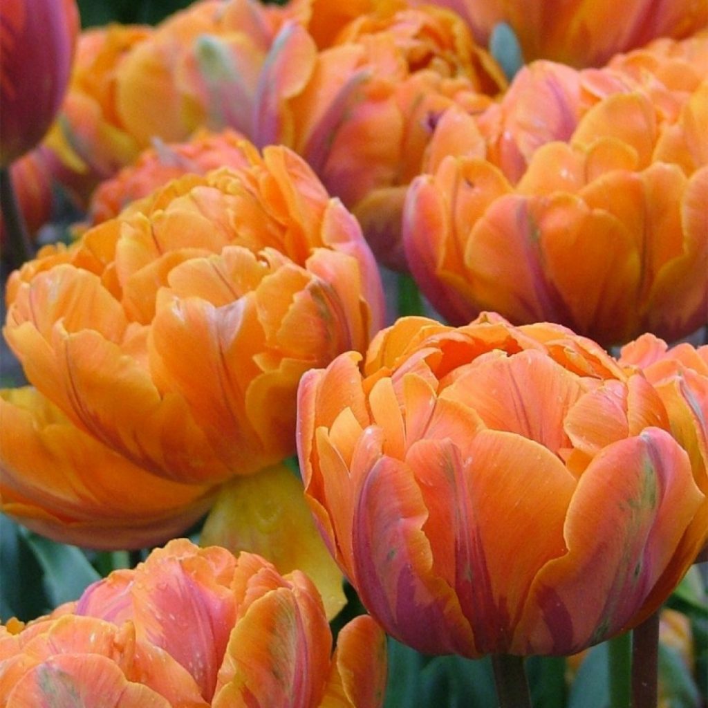 Pivoňkové tulipány ružové Pivoňkové tulipány ružové