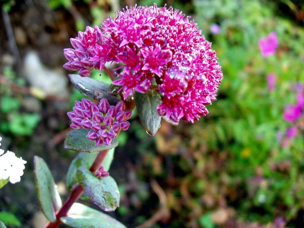 Recepty zo sedum purpurovej na použitie v tradičnej medicíne Recepty zo sedum purpurovej na použitie v tradičnej medicíne