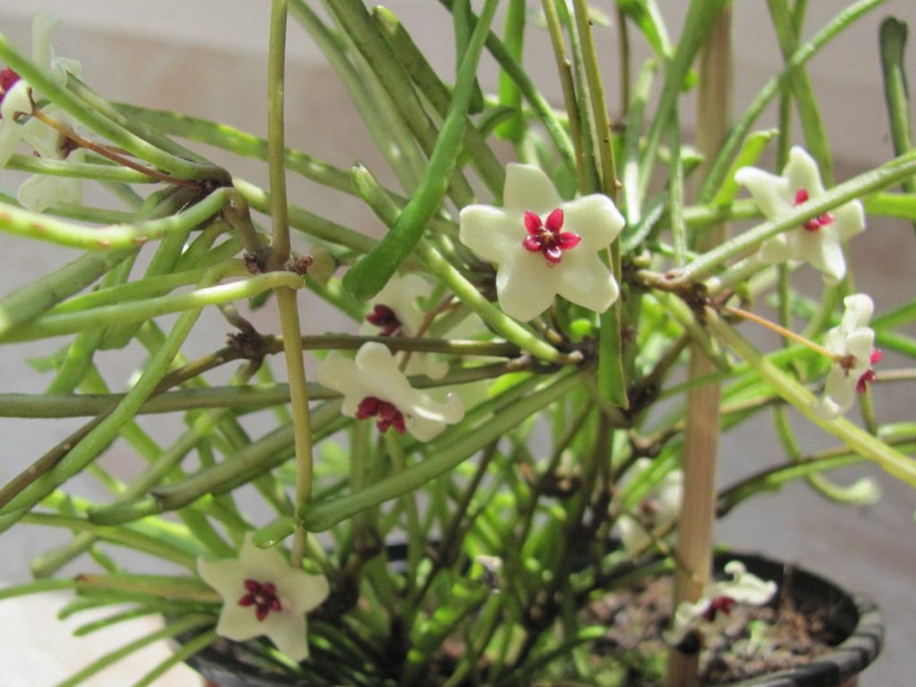 Hoya retuza foto