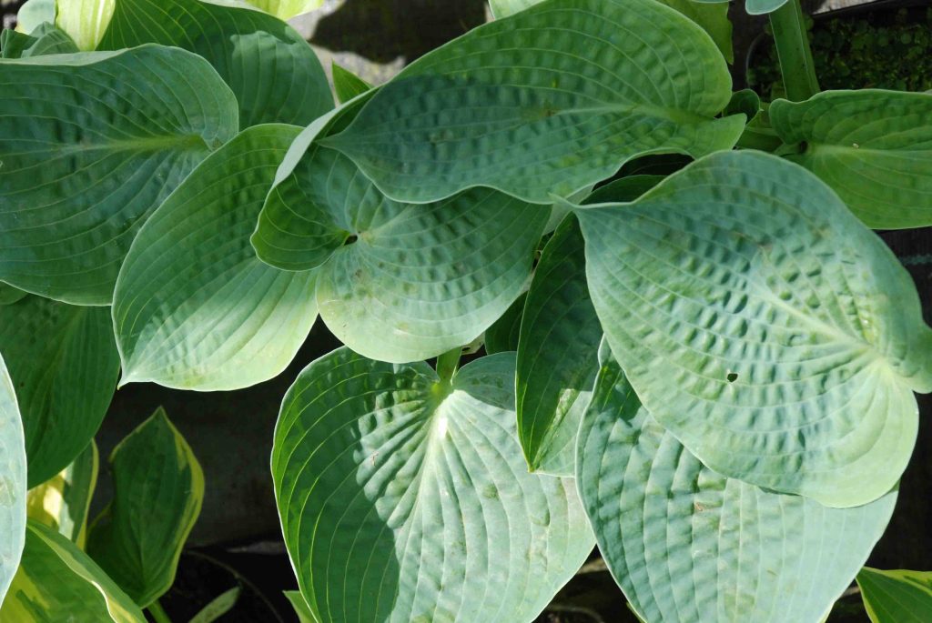 Big Duddy Hosta Foto