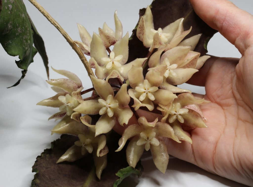 Hoya undulata Hoya undulata