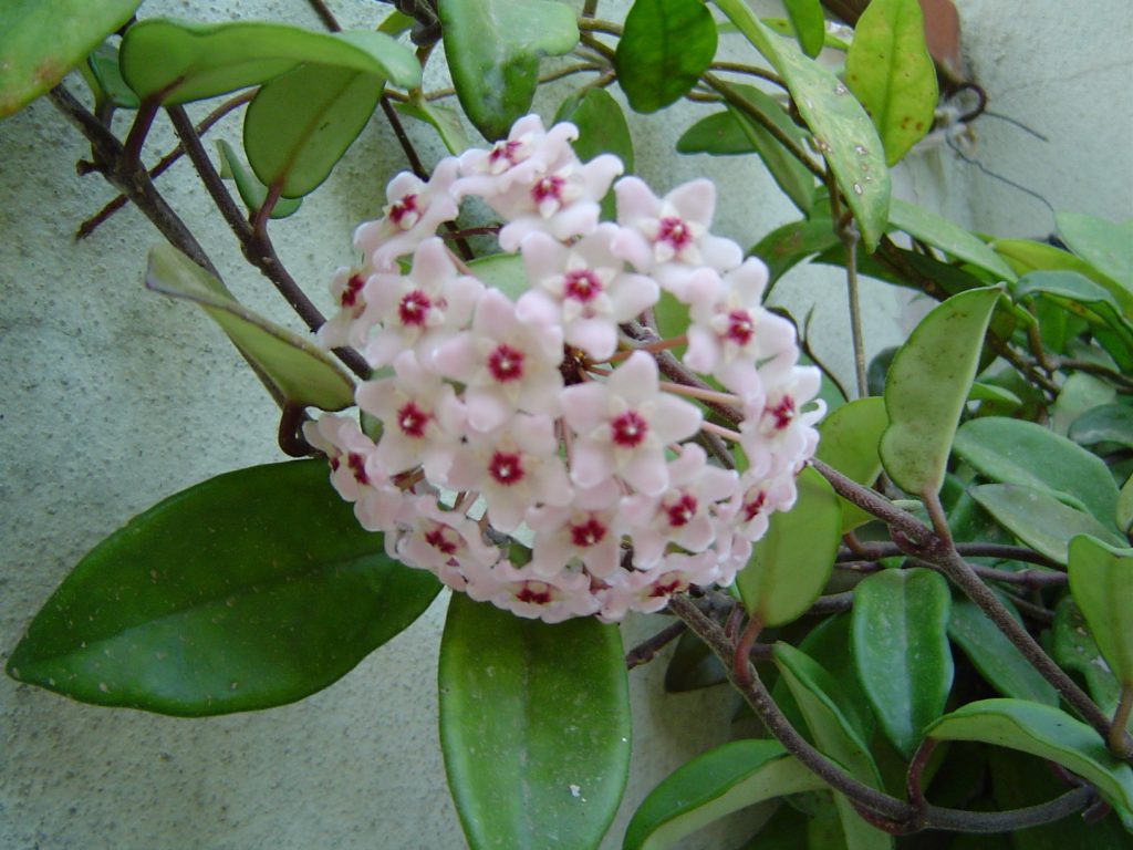 Hoya mäsitá Hoya mäsitá