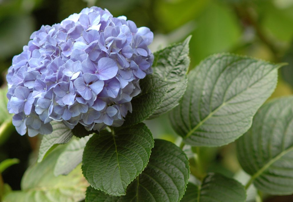 Kyushu hortenzie paniculata Kyushu hortenzie paniculata
