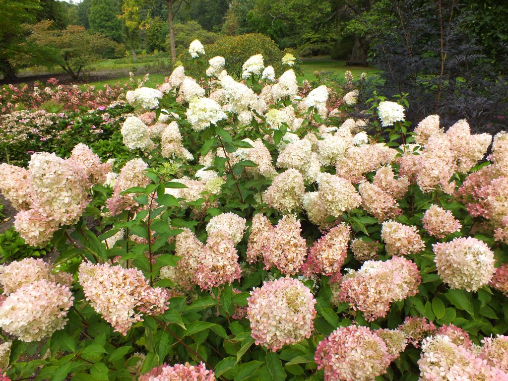 Phantom hydrangea paniculata