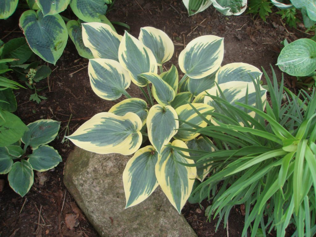 Hosta popis prvého mrazu