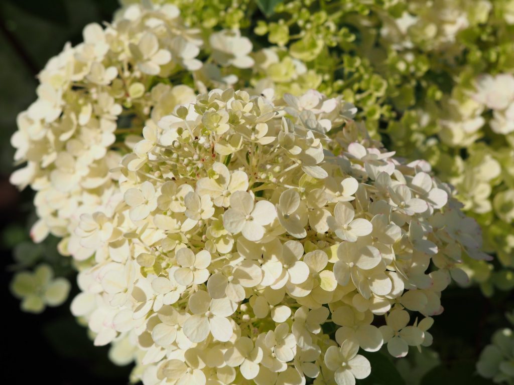 Fotografia hortenzie paniculata bobo