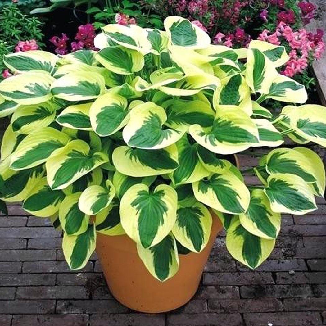 Hosta okraj pohár Hosta okraj pohár