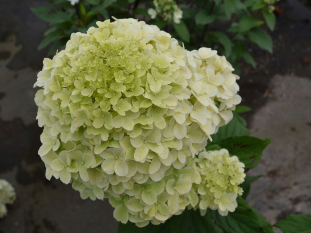 Hydrangea paniculata diamantino Hydrangea paniculata diamantino