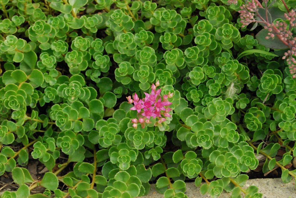 Odrody a druhy sedum s fotografiami Odrody a druhy sedum s fotografiami