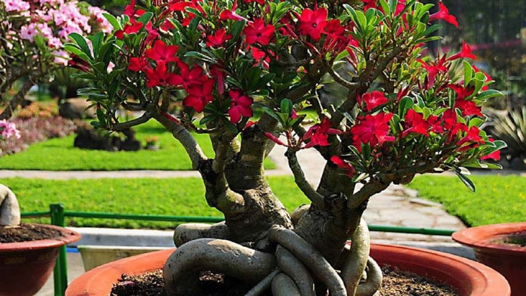 Starostlivosť o domácu starostlivosť Adenium Starostlivosť o domácu starostlivosť Adenium