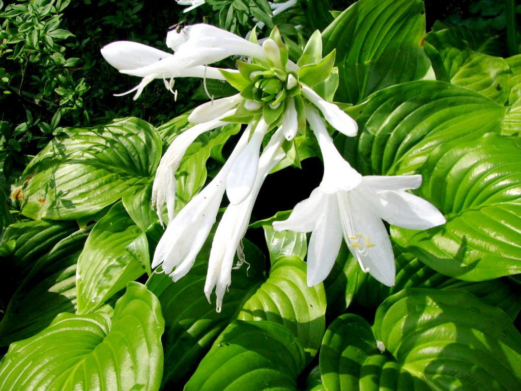 Foto plantain hosta
