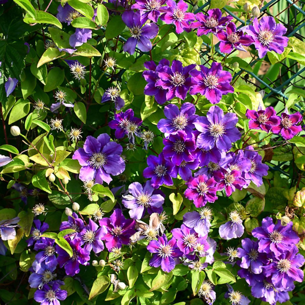 Skupina Clematis ashwa