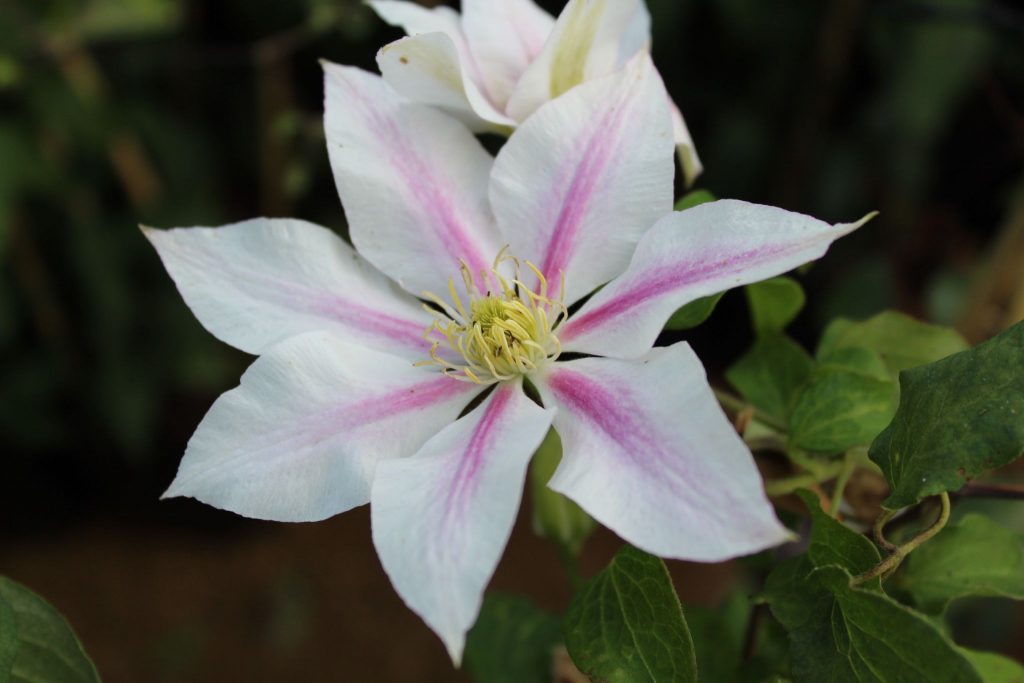 Recenzie na Clematis andromeda