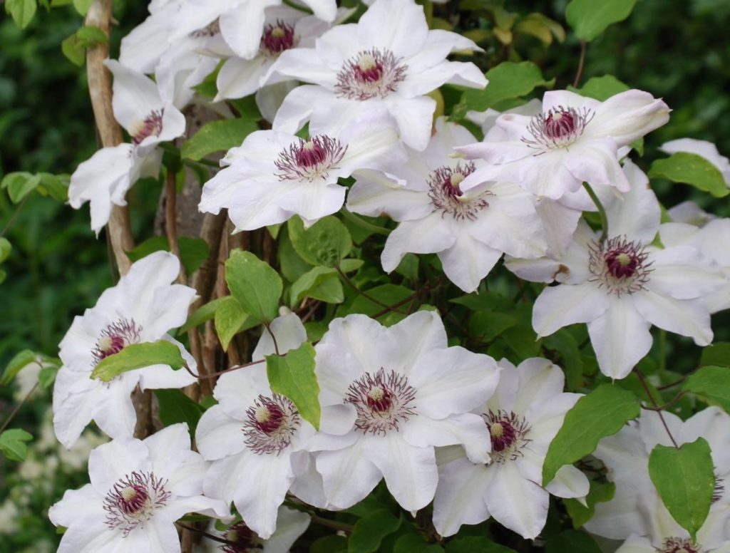 Clematis slečna Batemanová