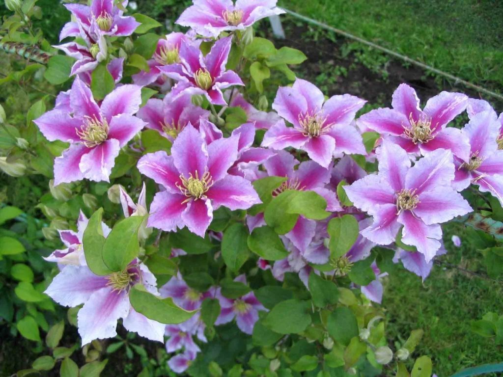 Clematis hybrid piilu