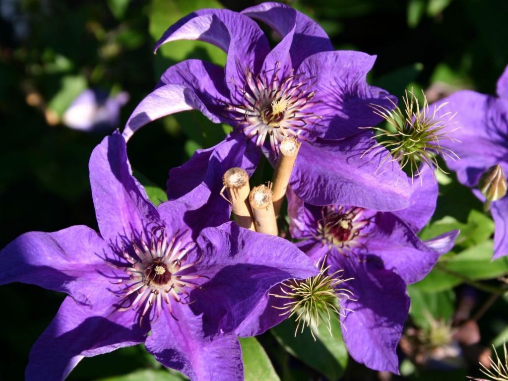 Clematis prezident
