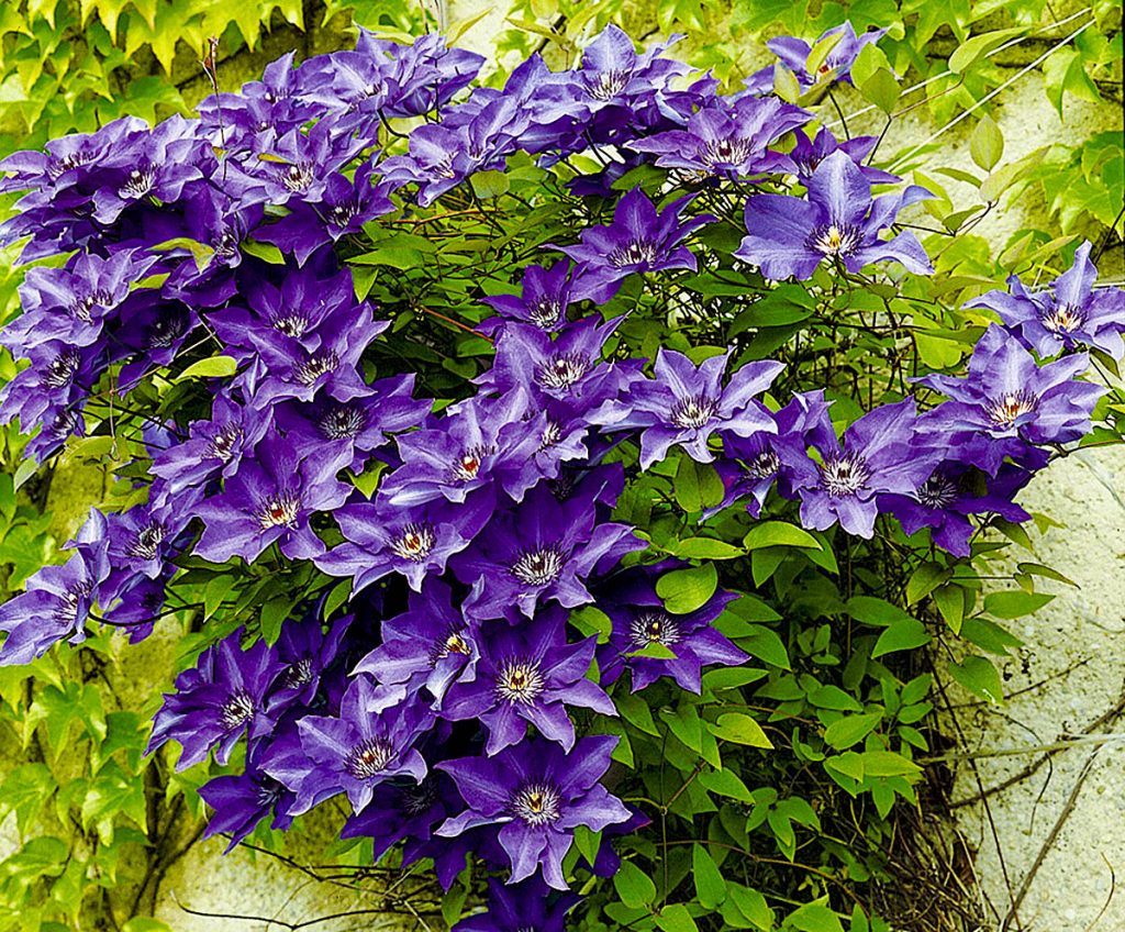 Clematis prezident