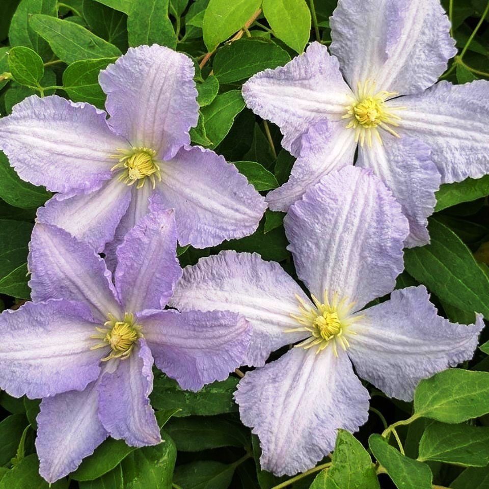 Recenzie na modrého anjela Clematis Recenzie na modrého anjela Clematis