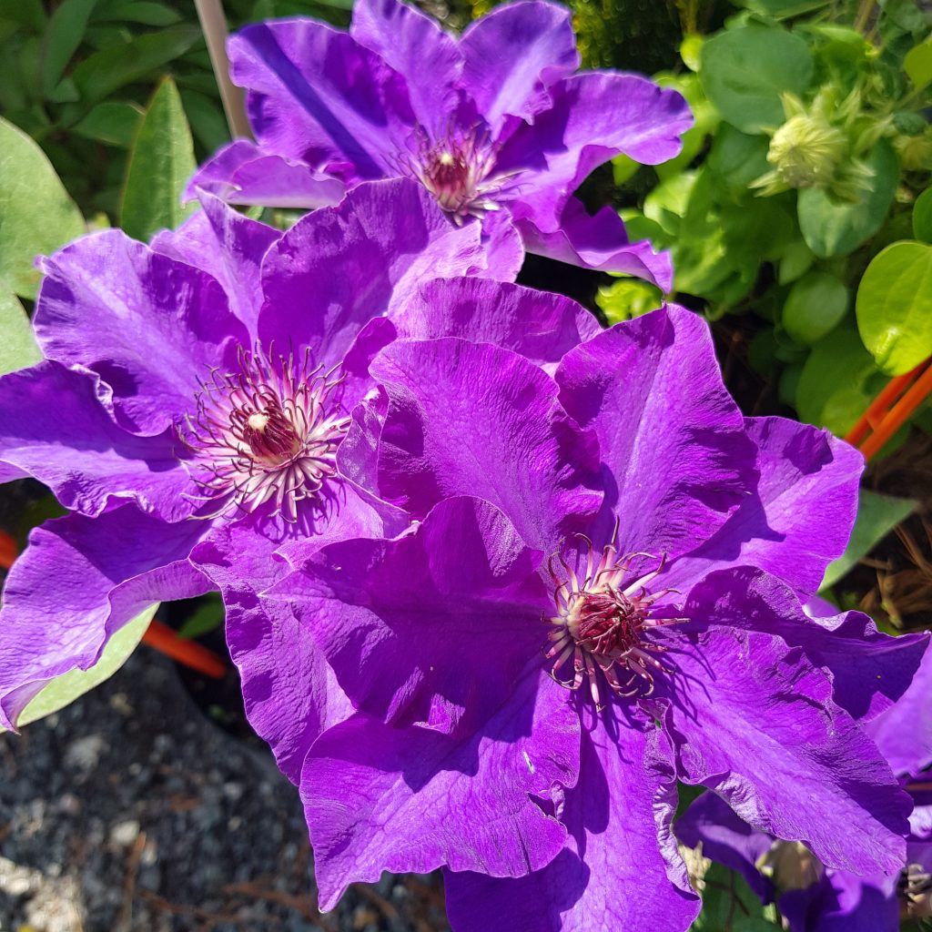 Prezident spoločnosti Clematis